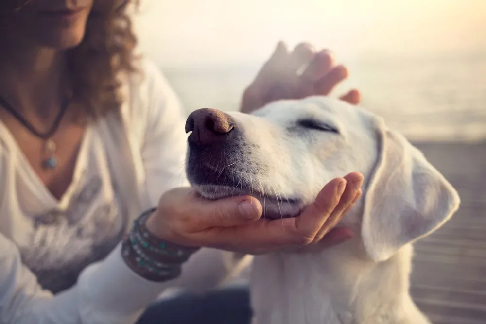Veterinario realizando revisión preventiva a un perro en consulta